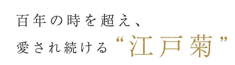 百年の時を超え、愛され続ける江戸菊